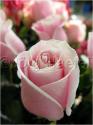 Dateiname=Roses_051.jpg
Dateigröße=35KB
Abmessungen: 451x600
hinzugefügt am: 03. März 2011 Roses_051.jpg