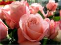 Dateiname=Roses_052.jpg
Dateigröße=62KB
Abmessungen: 799x600
hinzugefügt am: 03. März 2011 Roses_052.jpg