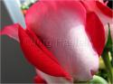 Dateiname=Roses_053.jpg
Dateigröße=56KB
Abmessungen: 799x600
hinzugefügt am: 03. März 2011 Roses_053.jpg