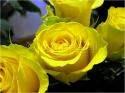 Dateiname=Roses_054.jpg
Dateigröße=62KB
Abmessungen: 799x600
hinzugefügt am: 03. März 2011 Roses_054.jpg