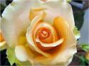 Dateiname=Roses_055.jpg
Dateigröße=55KB
Abmessungen: 799x600
hinzugefügt am: 03. März 2011 Roses_055.jpg