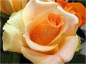 Dateiname=Roses_056.jpg
Dateigröße=60KB
Abmessungen: 799x600
hinzugefügt am: 03. März 2011 Roses_056.jpg