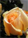 Dateiname=Roses_057.jpg
Dateigröße=35KB
Abmessungen: 451x600
hinzugefügt am: 03. März 2011 Roses_057.jpg