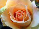 Dateiname=Roses_058.jpg
Dateigröße=53KB
Abmessungen: 799x600
hinzugefügt am: 03. März 2011 Roses_058.jpg