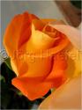 Dateiname=Roses_059.jpg
Dateigröße=33KB
Abmessungen: 451x600
hinzugefügt am: 03. März 2011 Roses_059.jpg