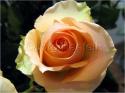 Dateiname=Roses_060.jpg
Dateigröße=54KB
Abmessungen: 799x600
hinzugefügt am: 03. März 2011 Roses_060.jpg