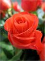 Dateiname=Roses_061.jpg
Dateigröße=33KB
Abmessungen: 451x600
hinzugefügt am: 03. März 2011 Roses_061.jpg