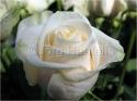 Dateiname=Roses_062.jpg
Dateigröße=54KB
Abmessungen: 799x600
hinzugefügt am: 03. März 2011 Roses_062.jpg