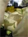 Dateiname=Roses_063.jpg
Dateigröße=33KB
Abmessungen: 451x600
hinzugefügt am: 03. März 2011 Roses_063.jpg