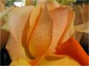 Dateiname=Roses_064.jpg
Dateigröße=49KB
Abmessungen: 799x600
hinzugefügt am: 03. März 2011 Roses_064.jpg