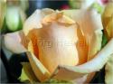 Dateiname=Roses_065.jpg
Dateigröße=58KB
Abmessungen: 799x600
hinzugefügt am: 03. März 2011 Roses_065.jpg