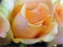 Dateiname=Roses_066.jpg
Dateigröße=52KB
Abmessungen: 799x600
hinzugefügt am: 03. März 2011 Roses_066.jpg