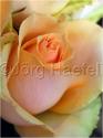 Dateiname=Roses_067.jpg
Dateigröße=34KB
Abmessungen: 451x600
hinzugefügt am: 03. März 2011 Roses_067.jpg