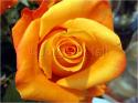 Dateiname=Roses_068.jpg
Dateigröße=65KB
Abmessungen: 799x600
hinzugefügt am: 03. März 2011 Roses_068.jpg