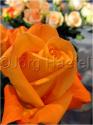 Dateiname=Roses_069.jpg
Dateigröße=40KB
Abmessungen: 451x600
hinzugefügt am: 03. März 2011 Roses_069.jpg