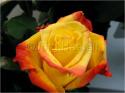 Dateiname=Roses_070.jpg
Dateigröße=53KB
Abmessungen: 799x600
hinzugefügt am: 03. März 2011 Roses_070.jpg