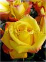 Dateiname=Roses_071.jpg
Dateigröße=41KB
Abmessungen: 451x600
hinzugefügt am: 03. März 2011 Roses_071.jpg