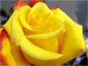 Dateiname=Roses_072.jpg
Dateigröße=56KB
Abmessungen: 799x600
hinzugefügt am: 03. März 2011 Roses_072.jpg