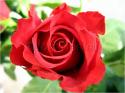 Dateiname=Roses_073.jpg
Dateigröße=59KB
Abmessungen: 799x600
hinzugefügt am: 03. März 2011 Roses_073.jpg