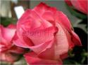 Dateiname=Roses_074.jpg
Dateigröße=55KB
Abmessungen: 799x600
hinzugefügt am: 03. März 2011 Roses_074.jpg