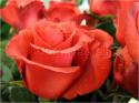Dateiname=Roses_075.jpg
Dateigröße=66KB
Abmessungen: 799x600
hinzugefügt am: 03. März 2011 Roses_075.jpg