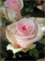 Dateiname=Roses_076.jpg
Dateigröße=38KB
Abmessungen: 451x600
hinzugefügt am: 03. März 2011 Roses_076.jpg