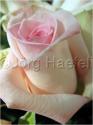 Dateiname=Roses_077.jpg
Dateigröße=34KB
Abmessungen: 451x600
hinzugefügt am: 03. März 2011 Roses_077.jpg