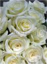 Dateiname=Roses_078.jpg
Dateigröße=53KB
Abmessungen: 451x600
hinzugefügt am: 03. März 2011 Roses_078.jpg