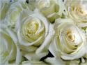 Dateiname=Roses_079.jpg
Dateigröße=68KB
Abmessungen: 799x600
hinzugefügt am: 03. März 2011 Roses_079.jpg