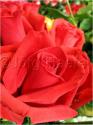 Dateiname=Roses_080.jpg
Dateigröße=44KB
Abmessungen: 451x600
hinzugefügt am: 03. März 2011 Roses_080.jpg