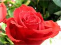 Dateiname=Roses_081.jpg
Dateigröße=60KB
Abmessungen: 799x600
hinzugefügt am: 03. März 2011 Roses_081.jpg