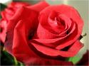 Dateiname=Roses_083.jpg
Dateigröße=62KB
Abmessungen: 799x600
hinzugefügt am: 03. März 2011 Roses_083.jpg