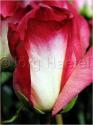 Dateiname=Roses_084.jpg
Dateigröße=44KB
Abmessungen: 451x600
hinzugefügt am: 03. März 2011 Roses_084.jpg