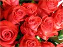 Dateiname=Roses_085.jpg
Dateigröße=93KB
Abmessungen: 799x600
hinzugefügt am: 03. März 2011 Roses_085.jpg