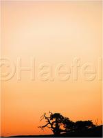 Dateiname=11_sunrise_set_125.jpg
Dateigröße=25KB
Abmessungen: 451x600
hinzugefügt am: 16. Februar 2011 11_sunrise_set_125.jpg