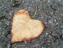 Dateiname=09.jpg
Dateigröße=189KB
Abmessungen: 799x600
hinzugefügt am: 08. Dezember 2011 09.jpg