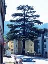 Dateiname=Meran_03.jpg
Dateigröße=81KB
Abmessungen: 451x600
hinzugefügt am: 12. Juni 2012 Meran_03.jpg