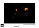Dateiname=SF_15_raw_614.jpg
Dateigröße=33KB
Abmessungen: 817x600
hinzugefügt am: 22. März 2015 SF_15_raw_614.jpg