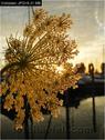 Dateiname=Bodensee_139.jpg
Dateigröße=75KB
Abmessungen: 451x600
hinzugefügt am: 09. Dezember 2015 Bodensee_139.jpg