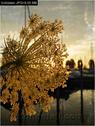 Dateiname=Bodensee_140.jpg
Dateigröße=76KB
Abmessungen: 451x600
hinzugefügt am: 09. Dezember 2015 Bodensee_140.jpg
