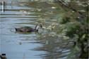 Dateiname=Saengeliweiher_21.jpg
Dateigröße=90KB
Abmessungen: 902x600
hinzugefügt am: 13. September 2015 Saengeliweiher_21.jpg