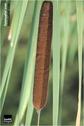 Dateiname=Saengeliweiher_31.jpg
Dateigröße=40KB
Abmessungen: 399x600
hinzugefügt am: 13. September 2015 Saengeliweiher_31.jpg