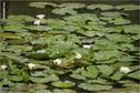 Dateiname=Saengeliweiher_37.jpg
Dateigröße=118KB
Abmessungen: 902x600
hinzugefügt am: 13. September 2015 Saengeliweiher_37.jpg