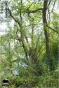 Dateiname=Saengeliweiher_45.jpg
Dateigröße=119KB
Abmessungen: 399x600
hinzugefügt am: 13. September 2015 Saengeliweiher_45.jpg