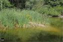 Dateiname=Saengeliweiher_46.jpg
Dateigröße=194KB
Abmessungen: 902x600
hinzugefügt am: 13. September 2015 Saengeliweiher_46.jpg