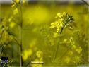 Dateiname=spring15_035.jpg
Dateigröße=61KB
Abmessungen: 799x600
hinzugefügt am: 18. Mai 2015 spring15_035.jpg