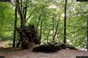 Dateiname=Externsteine_097.jpg
Dateigröße=597KB
Abmessungen: 1349x900
hinzugefügt am: 28. Oktober 2016 Externsteine_097.jpg