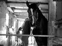 Dateiname=Horseworld_03.jpg
Dateigröße=192KB
Abmessungen: 1199x900
hinzugefügt am: 08. Oktober 2017 Horseworld_03.jpg