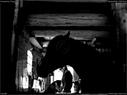 Dateiname=Horseworld_07.jpg
Dateigröße=100KB
Abmessungen: 1199x900
hinzugefügt am: 08. Oktober 2017 Horseworld_07.jpg