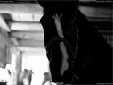 Dateiname=Horseworld_08.jpg
Dateigröße=94KB
Abmessungen: 1199x900
hinzugefügt am: 08. Oktober 2017 Horseworld_08.jpg